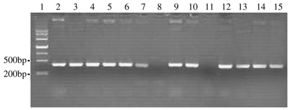 PCR analysis of afp gene in putative cold stress-resistant transformants of V.volvacea.