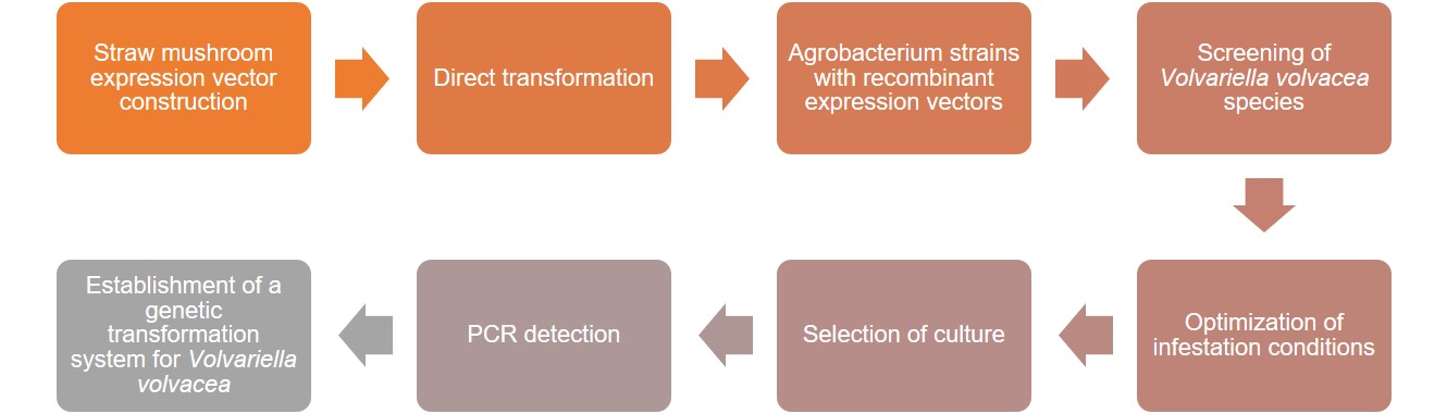 Service Flow of afp gene in putative cold stress-resistant transformants of V.volvacea.