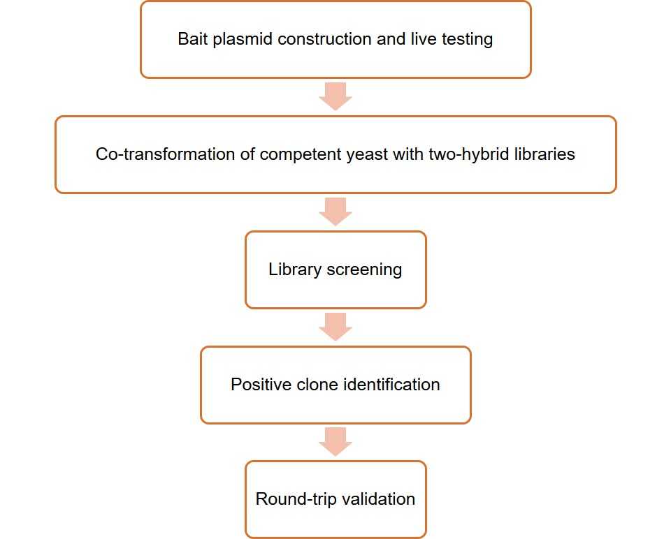 Y2H Library Construction and Screening Services