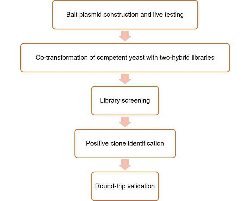 Y2H Library Construction and Screening Services