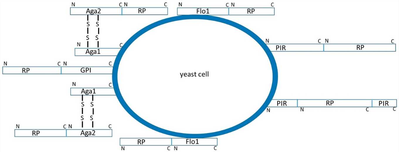 Yeast Display Technology Services