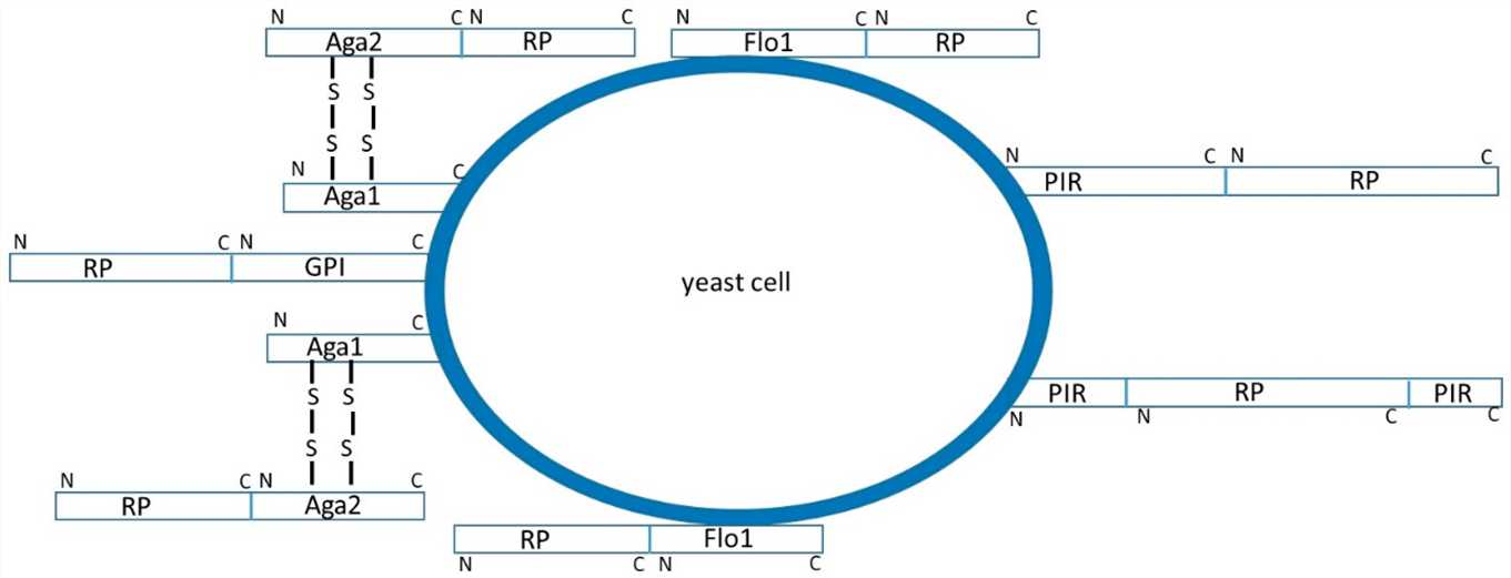 Yeast Display Technology Services