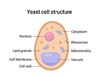 Yeast Secretory Expression Services