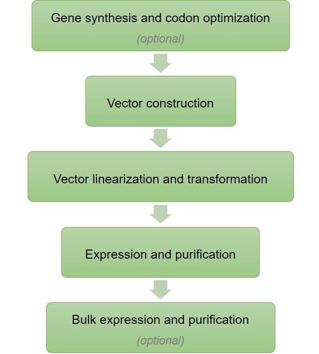 Yeast Secretory Expression Services