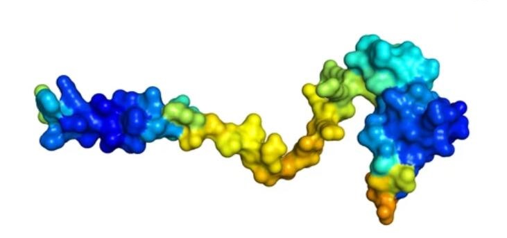 Yeast Signal Peptide Testing