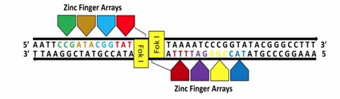 Fig. 1 Schematic representation of plant genome editing with Zinc Finger Nucleases (ZFNs) (Iqbal et al., 2020).