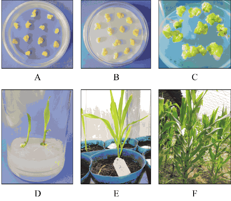 Figure 1.  Agrobacterium-mediated transformation of  Zea mays (Zhou et al., 2011)