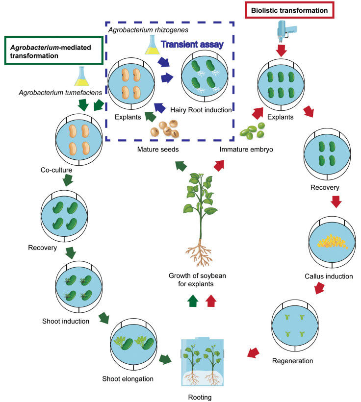 Schematic diagram of Agrobacterium-mediated transformation, Agrobacterium-mediated transient transformation, and biolistic transformation processes.