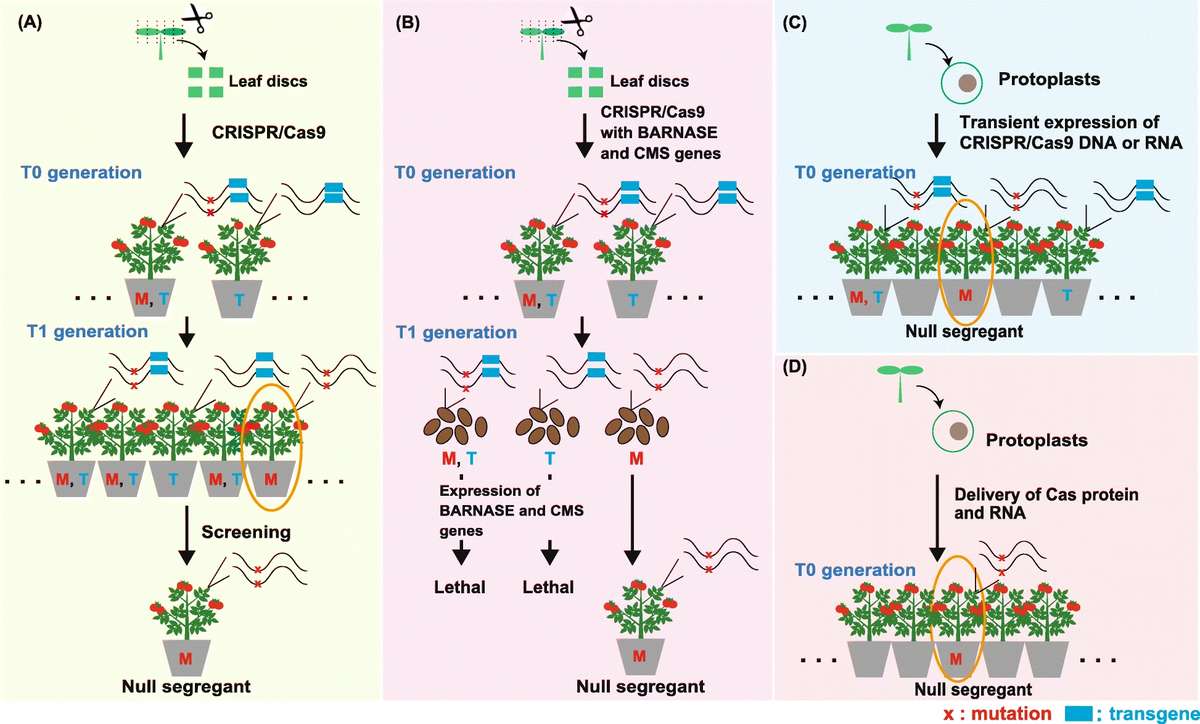 Representative methods for the production of null segregants are shown: isolation of null segregants by Mendelian segregation (a); programmed self-elimination of transgenic plants (b); transient expression of CRISPR/Cas9 (c); and ribonucleoprotein-mediated genome editing (d).
