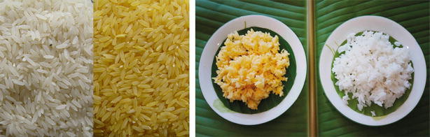 Picture of polished white and Golden Rice and after cooking.