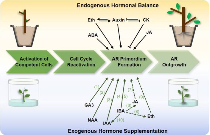 Fig. 1. Hormones affecting adventitious root formation in clonal propagation by cuttings and tissue culture of a woody plant.