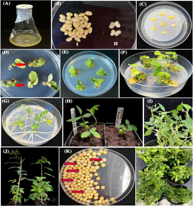 Agrobacterium-mediated soybean transformation workflow showing half-seed explant preparation, co-cultivation, shoot induction, elongation, rooting, and greenhouse hardening stages for transgenic plant production.