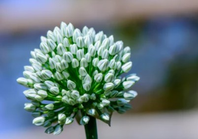 Allium fistulosum Transformation