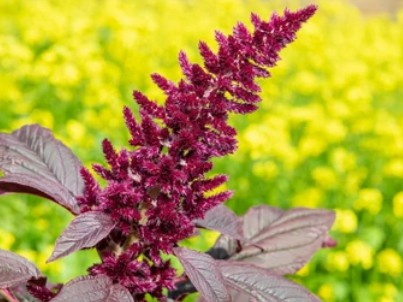 Amaranthus hypochondriacus Transformation