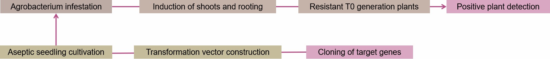 Fig. 2. Our service workflow - Lifeasible