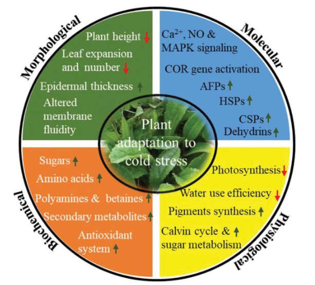 Different morphological, biochemical, physiological, and molecular mitigation strategies acquired by plants upon cold stress.