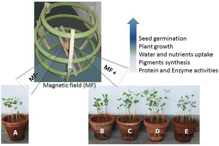 Fig. 1. Effect of magnetic field on functional changes in plants for their growth improvement.