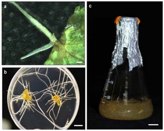 Fig. 1. Development of hairy root from a leaf of A. gigas after inoculation with Agrobacterium rhizogenes R1601 containing GUS.