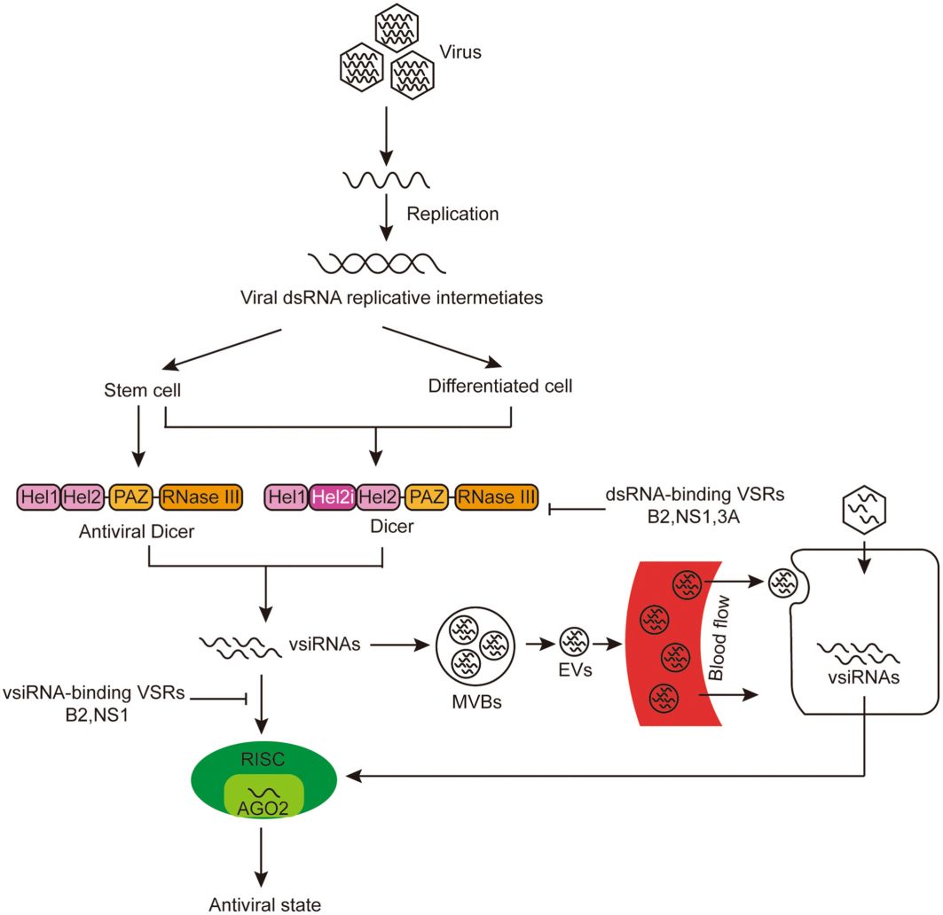 Fig. 1. Mechanism of cell-autonomous and non-cell-autonomous antiviral RNAi responses in mammals.