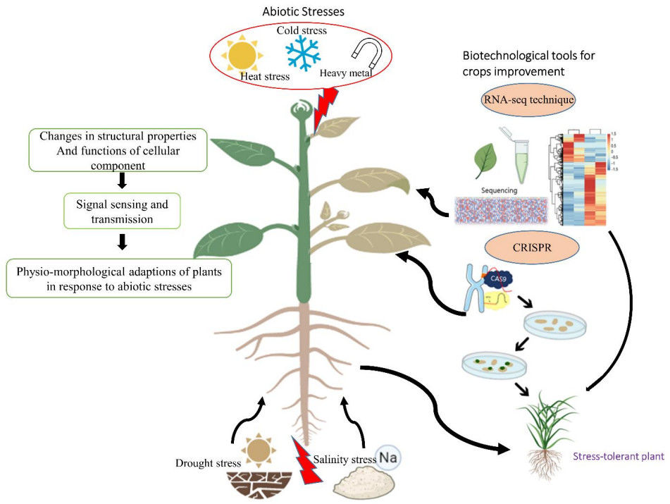 Schematic presentation of major abiotic stresses and biotechnological tools to help plants to resist these stress conditions.