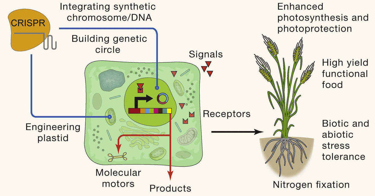 Schematic diagram of CRISPR-mediated plant synthetic biology strategy for enhancing plant growth and product generation.