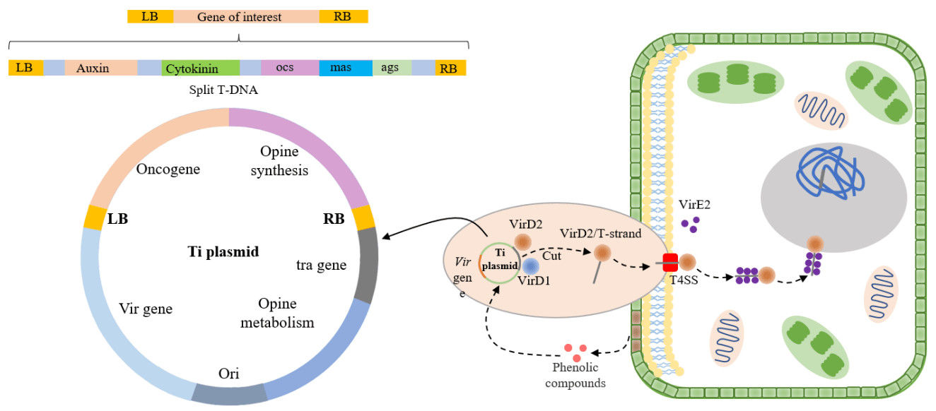 Schematic diagram of T-DNA transfer and integration into the plant genome.