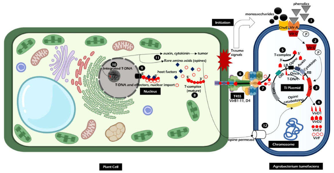 Schematic diagram of the mechanism of Agrobacterium-mediated transformation.