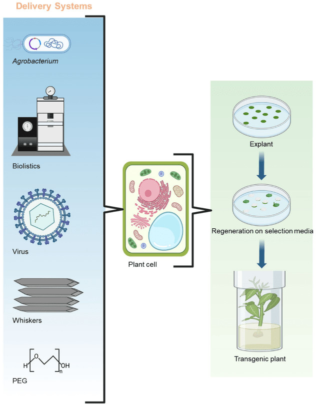 General illustrations of delivery systems for plant genetic transformation.