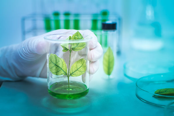 Plant Biochemical Analysis