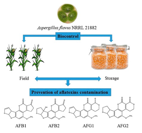 Fig. 1. Non-aflatoxigenic aspergillus flavus: a promising biological control agent against aflatoxin contamination of corn. 