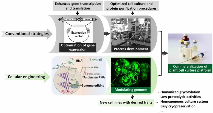 Schematic illustration of strategies used to enhance plant cell culture productivity for bioproduction and commercialization.