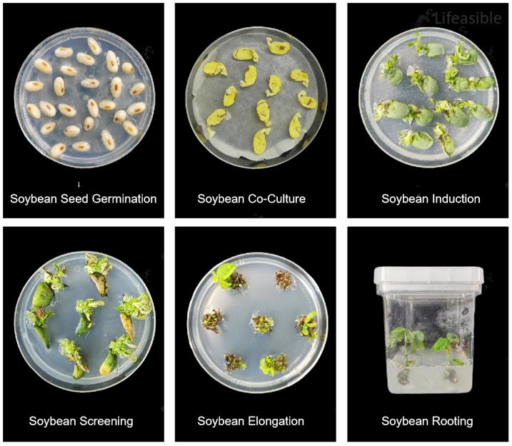 Soybean CRISPR dual-gene knockout case study showing seed germination, Agrobacterium co-culture, shoot induction, antibiotic screening, elongation, and rooting stages for transgenic event recovery.