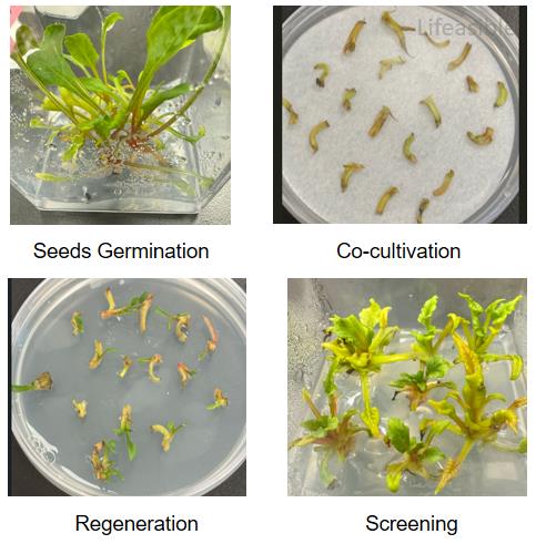 Stepwise diagram of Beta vulgaris transformation showing four stages: seed germination, explant co-cultivation, shoot regeneration, and screening of transformed plantlets.