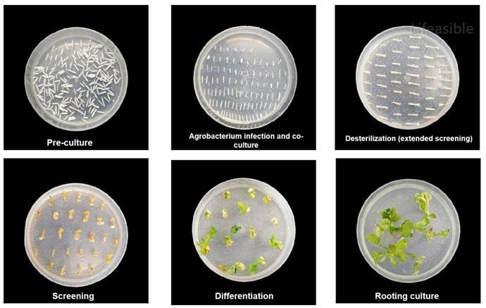 Stepwise diagram of Agrobacterium-mediated Brassica hypocotyl transformation showing sterile seedling preparation, bacterial infection, co-culture, antibiotic selection, shoot regeneration, and PCR-based molecular confirmation of independent T0 events.