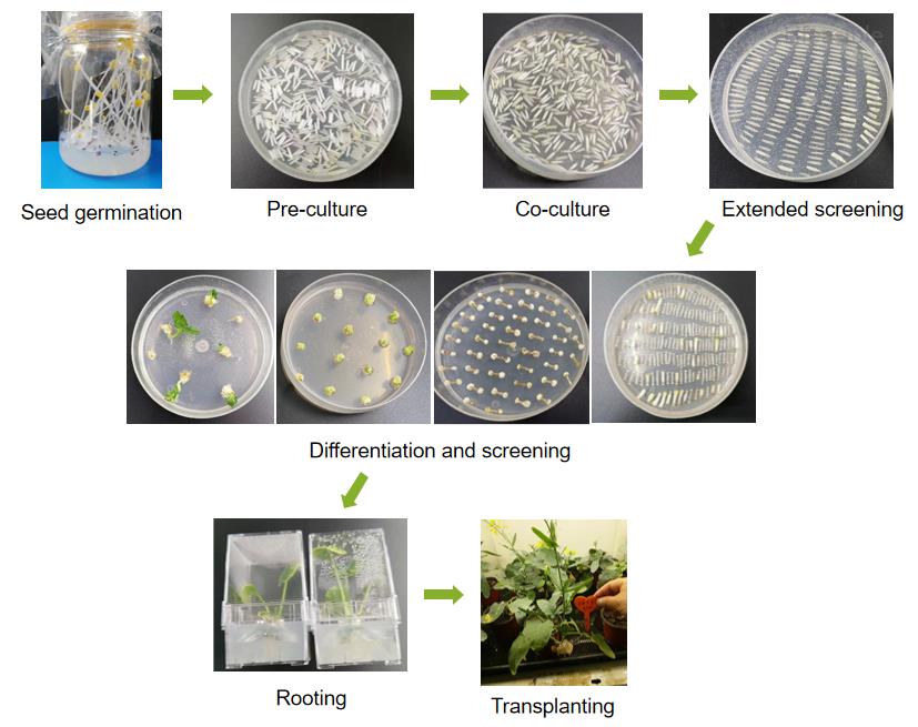 A stepwise diagram showing the Agrobacterium-mediated Brassica napus transformation workflow, including seed germination, pre-culture, co-culture, extended screening, differentiation and screening, rooting, and transplanting stages.