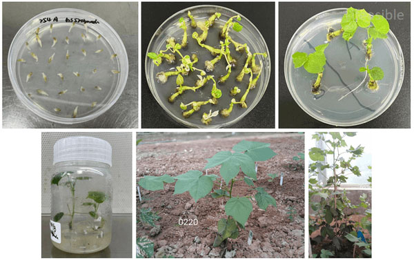 Cotton Agrobacterium-mediated transformation workflow showing tissue culture stages from infection to greenhouse establishment