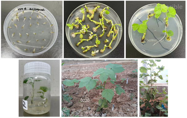 Cotton Agrobacterium-mediated transformation workflow showing tissue culture stages from infection to greenhouse establishment