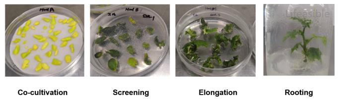 Stepwise diagram of Agrobacterium-mediated Cucumis sativus transformation showing cotyledon explant infection, co-culture, antibiotic selection, callus induction, shoot elongation, and in vitro rooting.