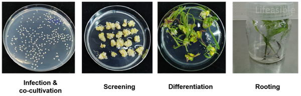 Diagram showing the maize transformation process for sweet protein production