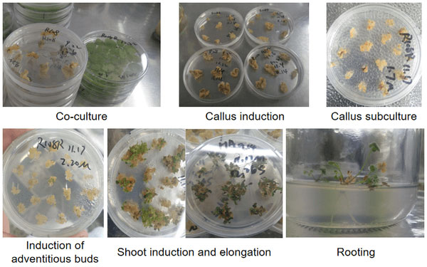 Medicago truncatula R108-1 transformation workflow showing tissue culture stages from cotyledon explant to greenhouse establishment