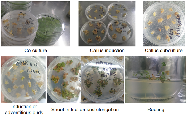Medicago truncatula R108-1 transformation workflow showing tissue culture stages from cotyledon explant to greenhouse establishment