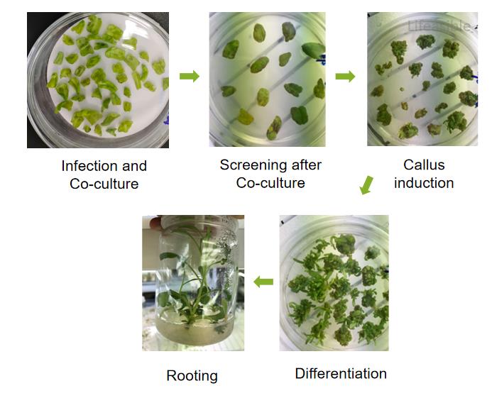 Stepwise diagram of Agrobacterium-mediated Petunia hybrida transformation showing five stages: infection and co-culture, screening after co-culture, callus induction, shoot differentiation, and in vitro rooting.