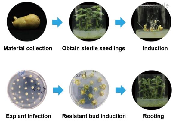 Agrobacterium-mediated transformation workflow for Solanum tuberosum showing explant infection, co-culture, antibiotic selection, callus induction, shoot regeneration, and rooting stages.
