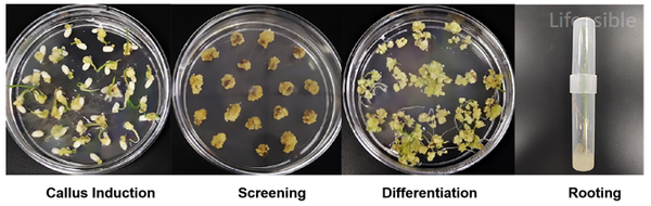 Diagram showing the rice transformation process for sweet protein production