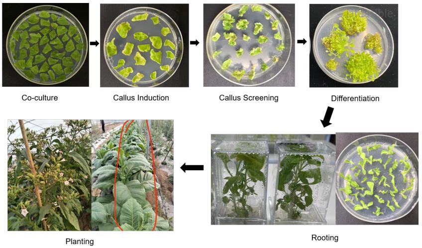 Agrobacterium-mediated Nicotiana tabacum transformation workflow showing leaf-disk co-cultivation, callus induction, shoot regeneration, rooting, and greenhouse hardening