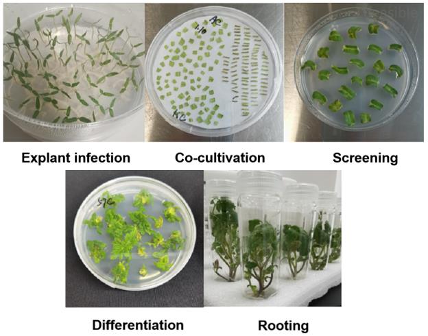 Stepwise diagram of Agrobacterium-mediated Solanum lycopersicum transformation showing explant preparation, co-culture, antibiotic selection, shoot regeneration, and in vitro rooting stages.