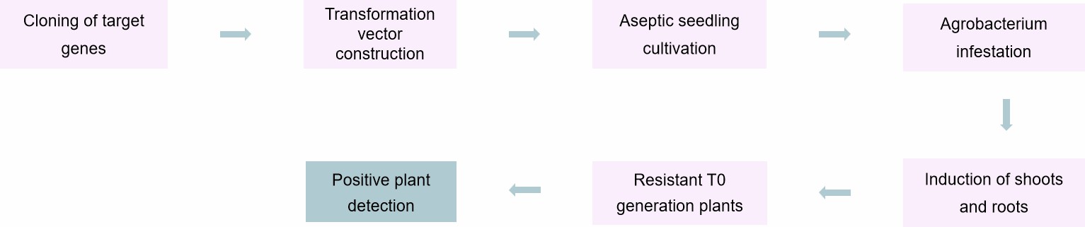 Fig. 2. Our service workflow - Lifeasible