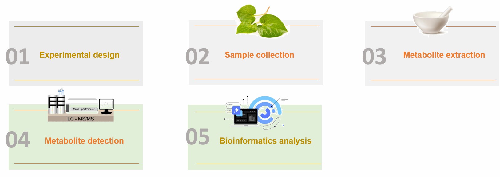 Fig.1 Process of central carbon metabolism targeting assay.