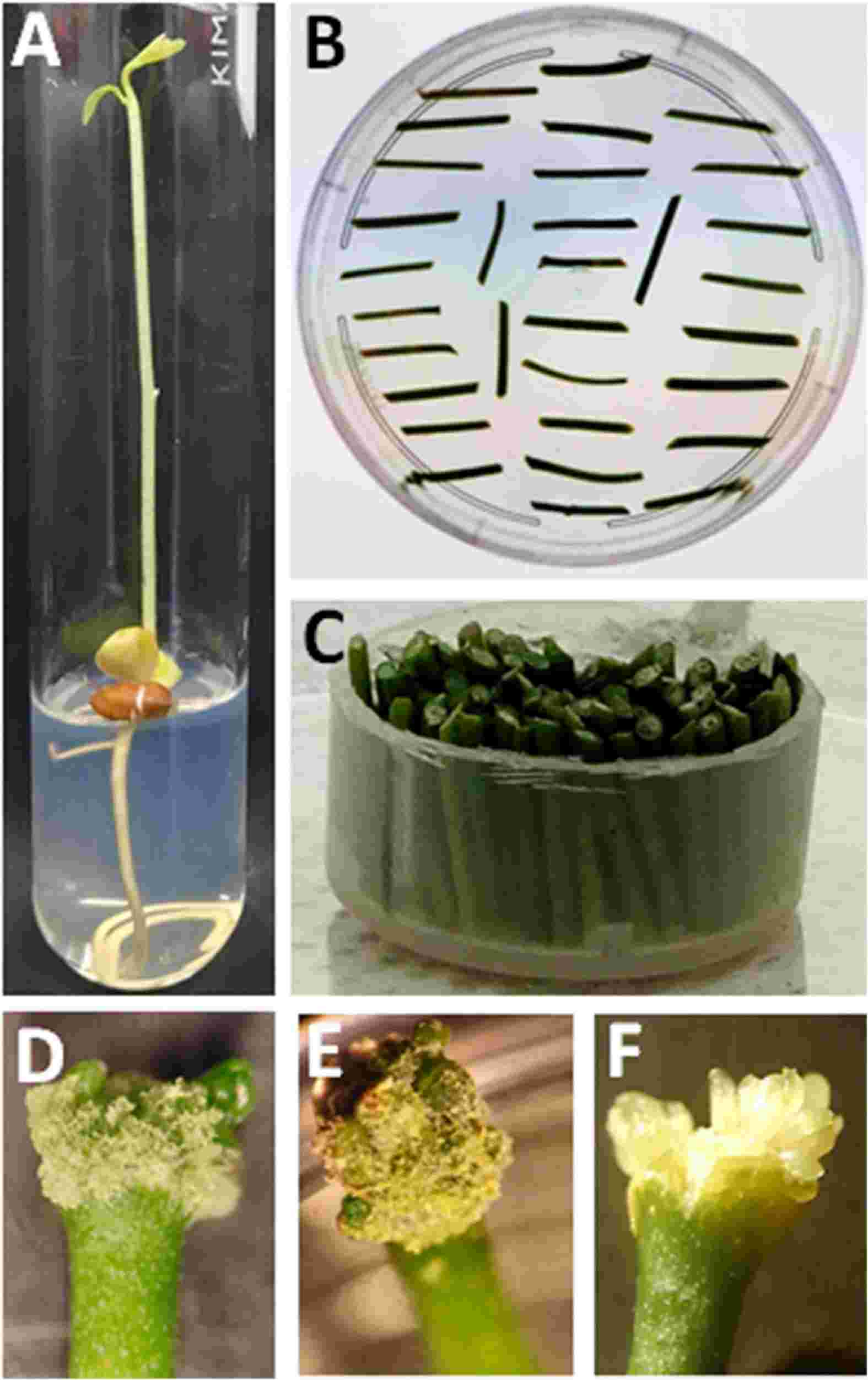 Fig. 1. Bombardment and regeneration of Citrus explants.