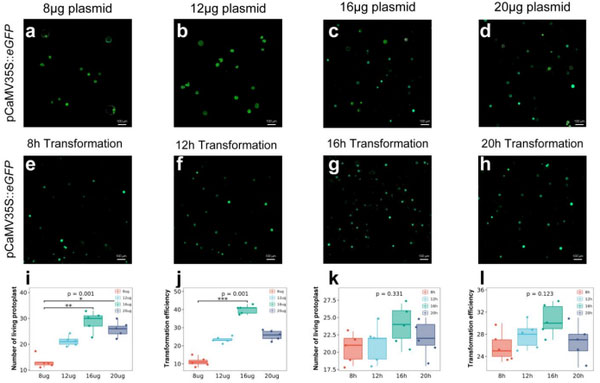 Cotton protoplast transformation efficiency graphs showing optimal plasmid concentration and incubation time effects on GFP expression